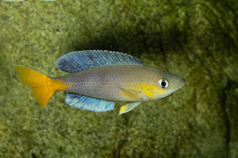 Cyprichromis sp. 'dwarf jumbo' Kagunga